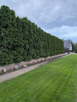A neatly manicured green lawn stretches in the foreground, bordered by a path and a floral arrangement of colorful flowers. Behind the path, there is a dense line of tall, lush coniferous trees creating a natural fence. In the distance, a modern-looking house with a grey roof sits against a cloudy sky.