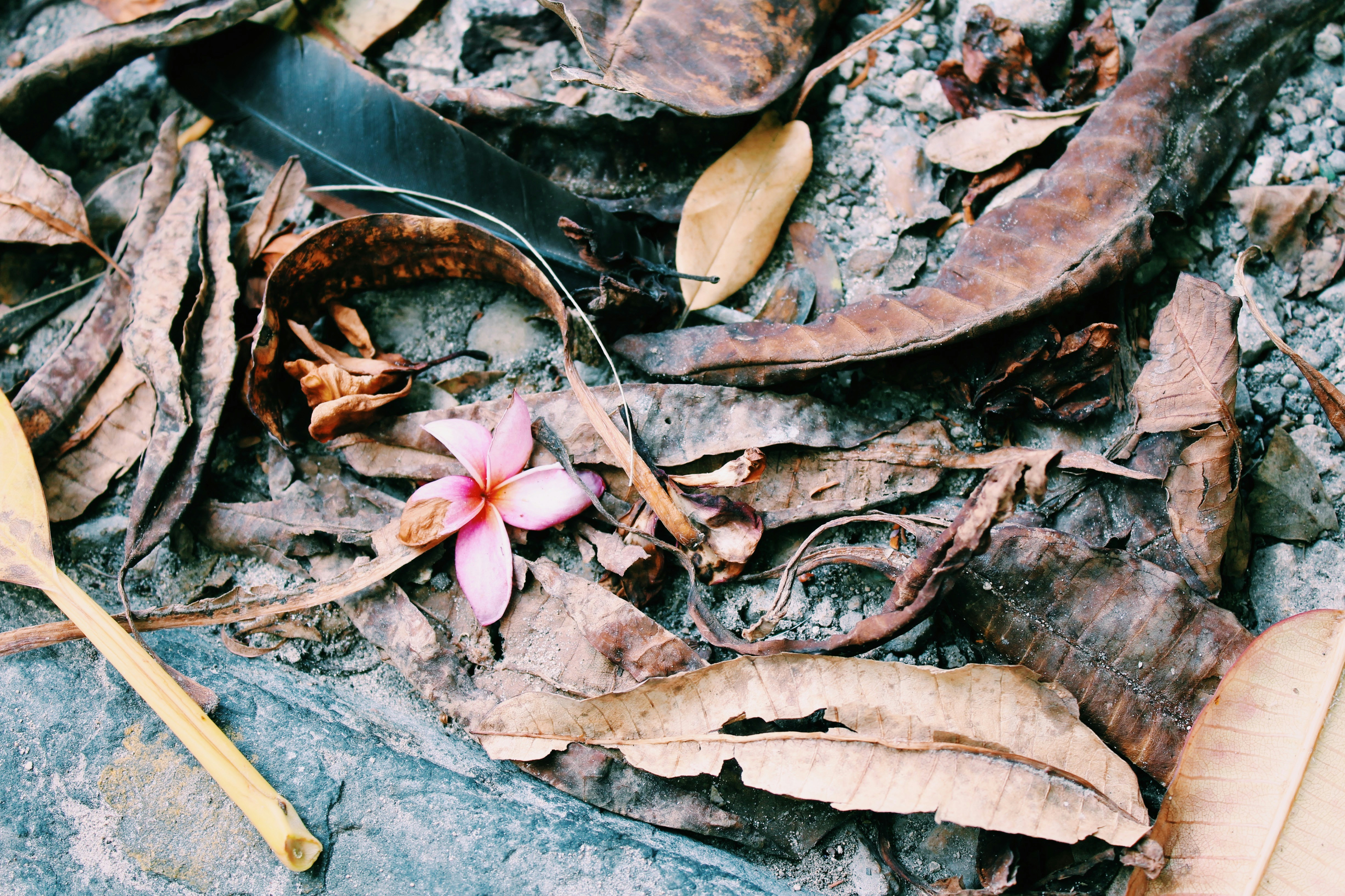 a pink flower in the water