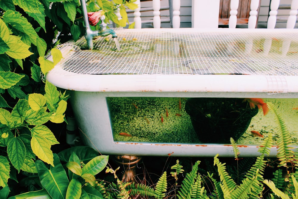 Un chat dans une jardinière