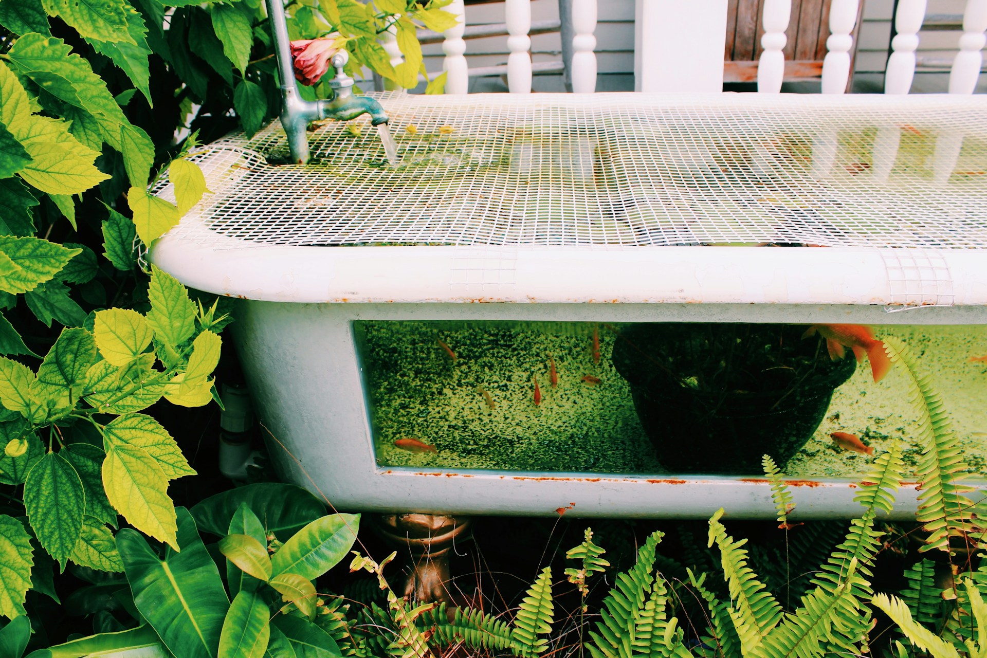 a cat in a planter