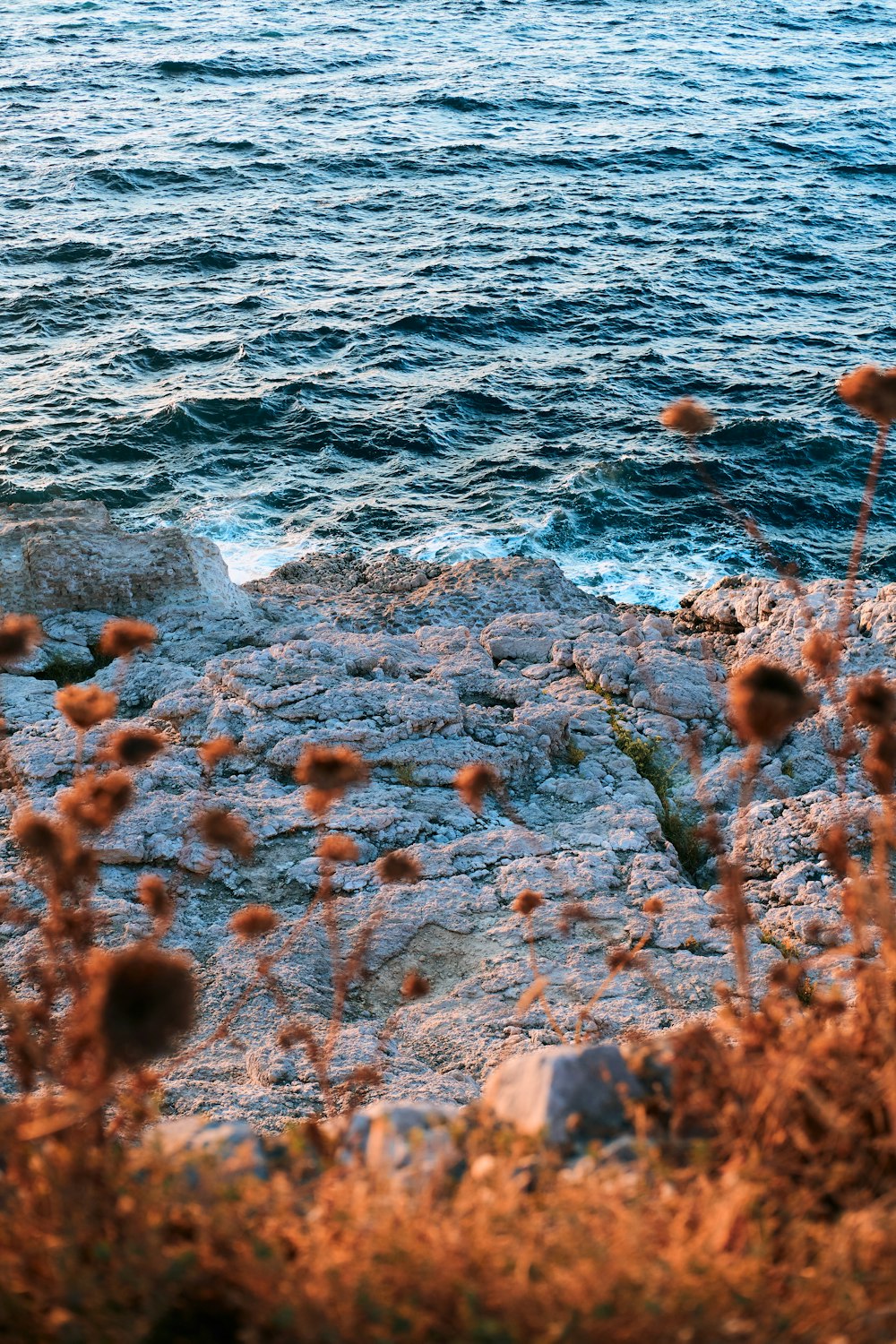 a group of flowers next to a body of water