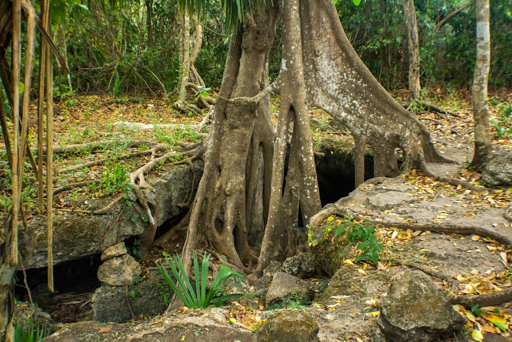 un tronc d’arbre dans les bois