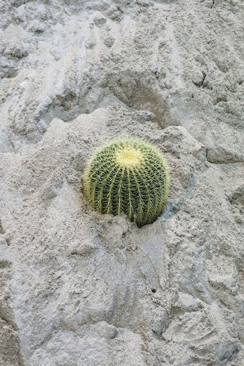 a green plant growing out of a rock