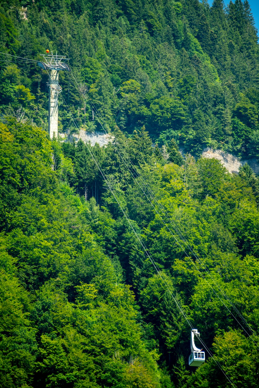 a tower in the middle of a forest