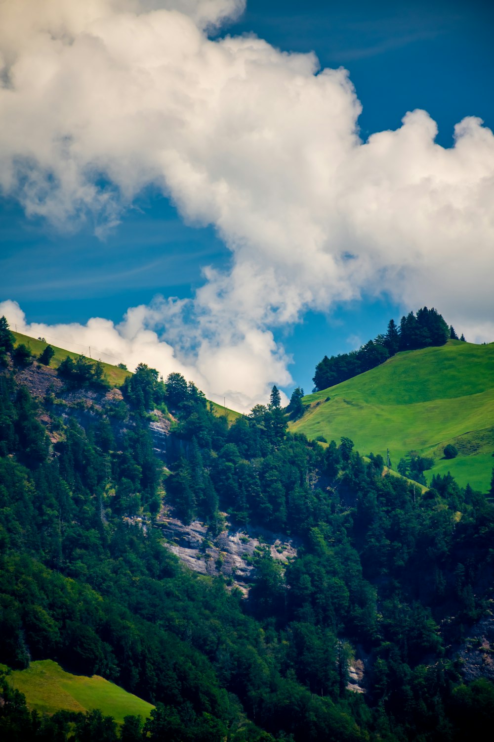 un paesaggio con alberi e colline