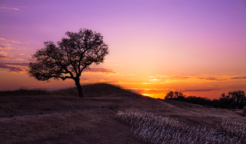 a tree on a dirt road