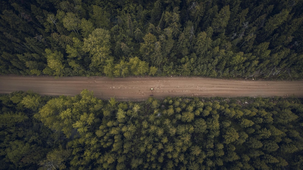 a field of green trees