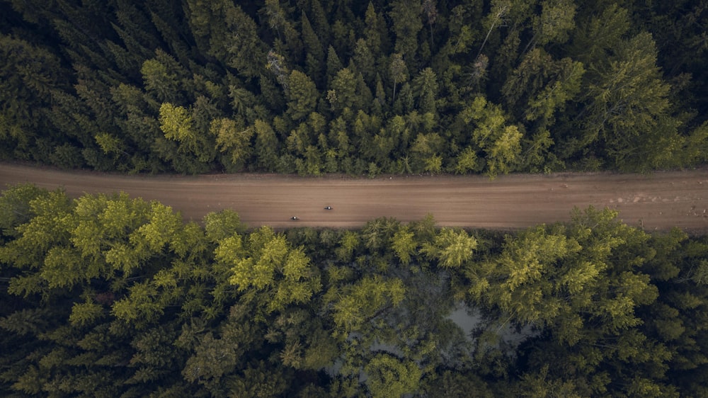 a field of trees