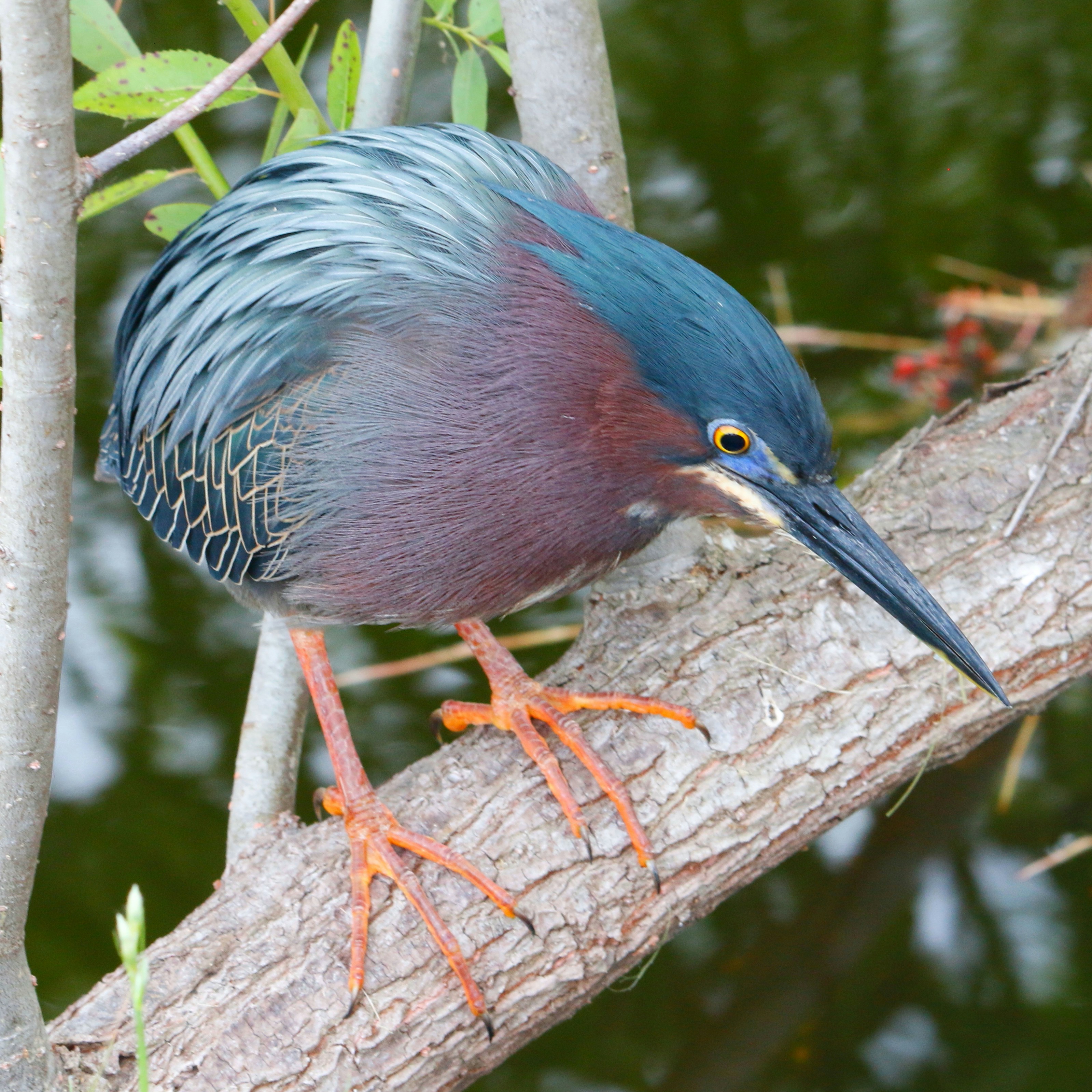 Photo by goldenplover31