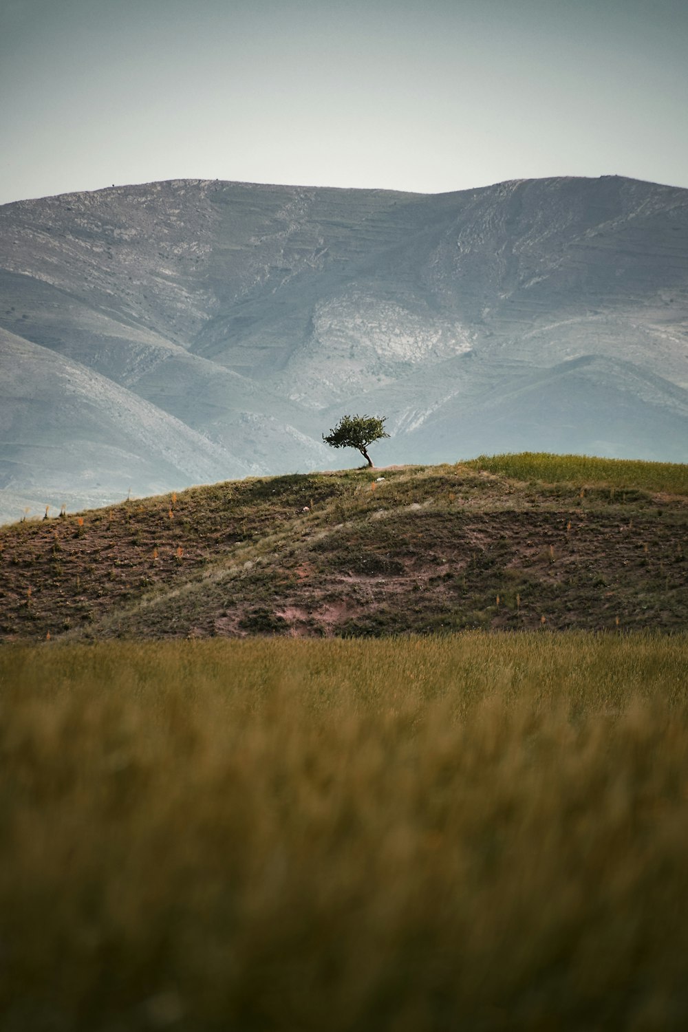 a tree on a hill