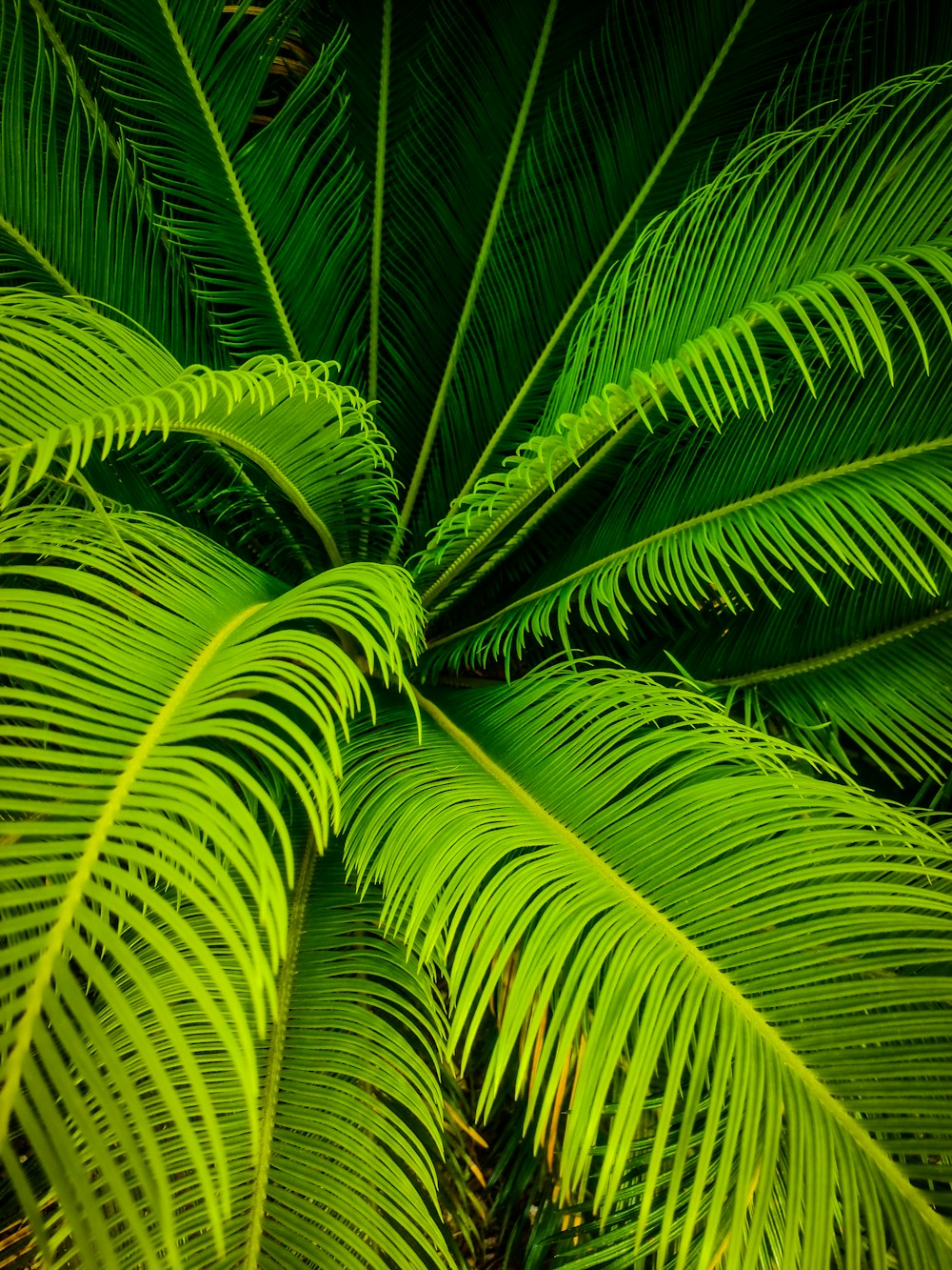 a close-up of some leaves