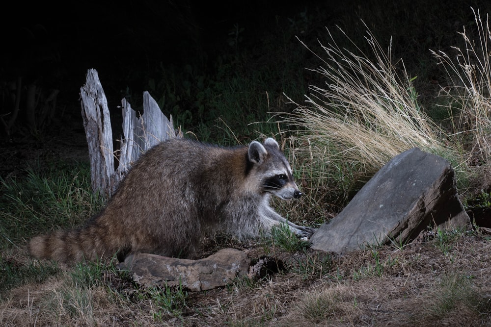 a raccoon sitting on the ground in front of a log