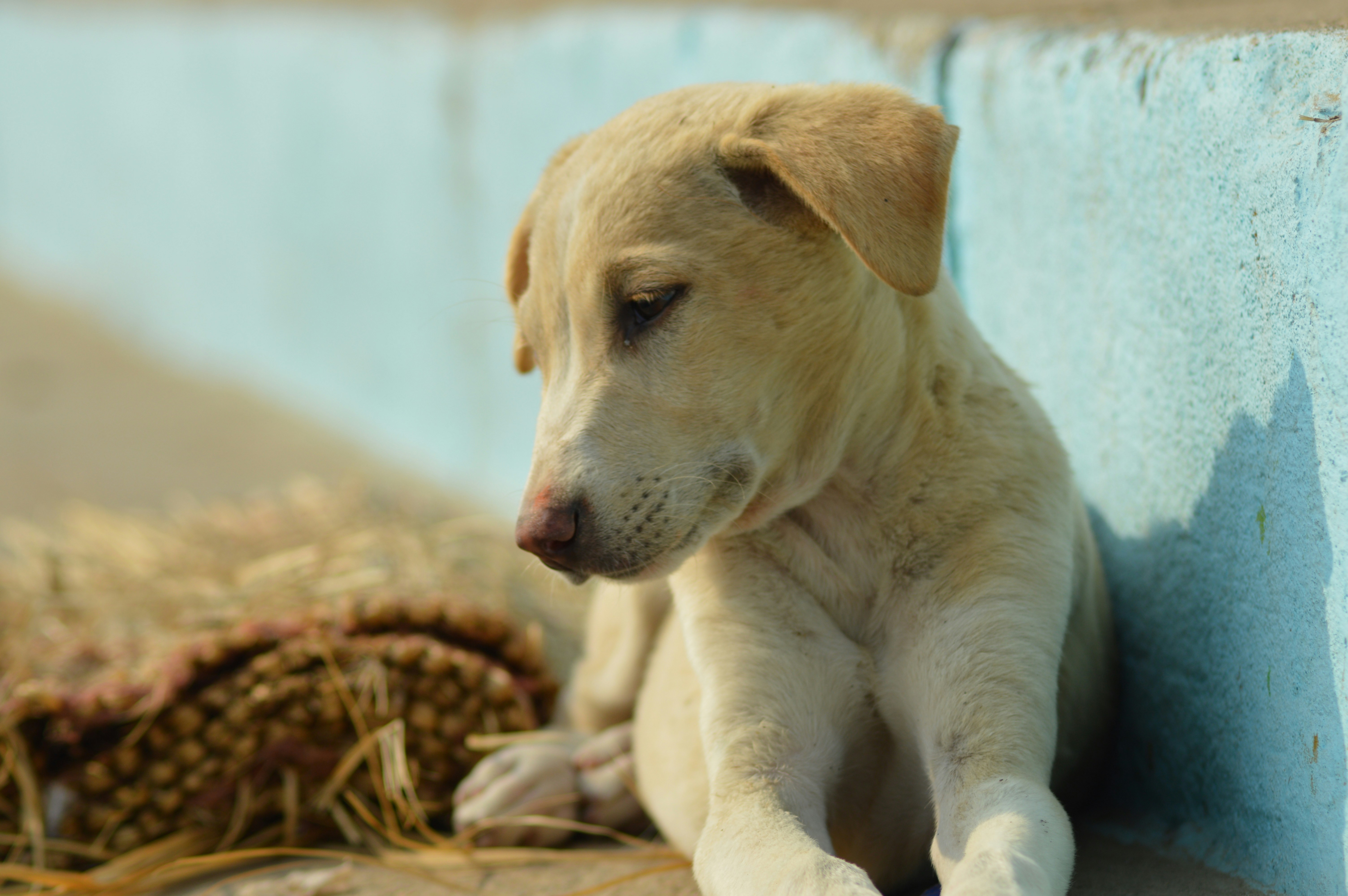a puppy standing on hay