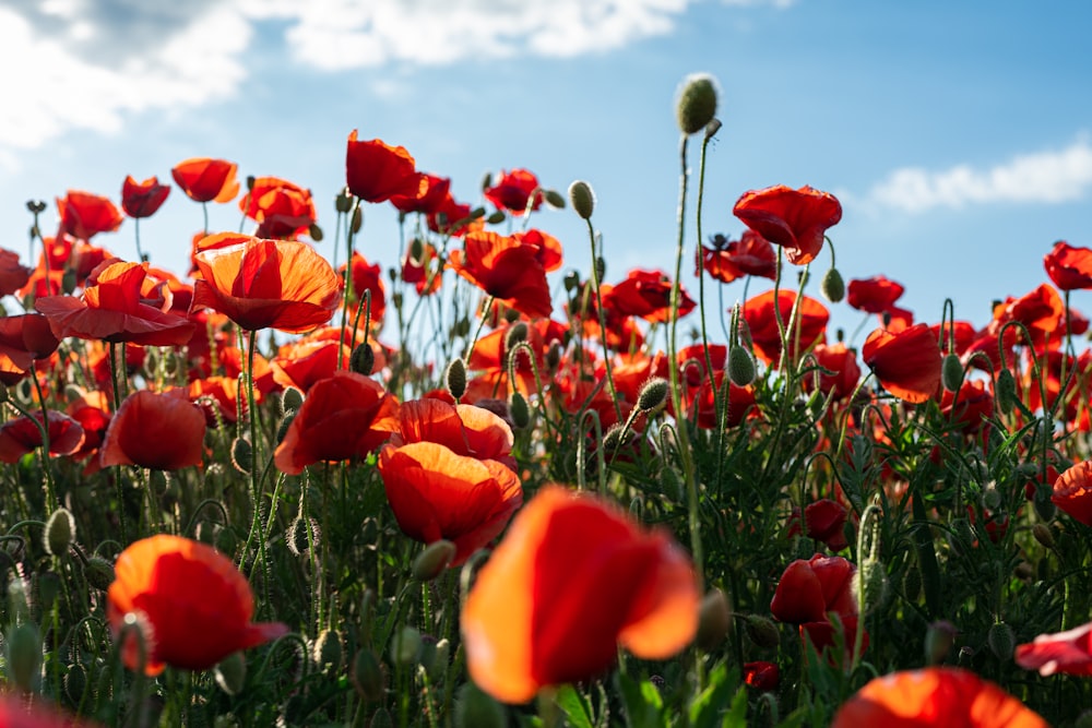 a field of red flowers