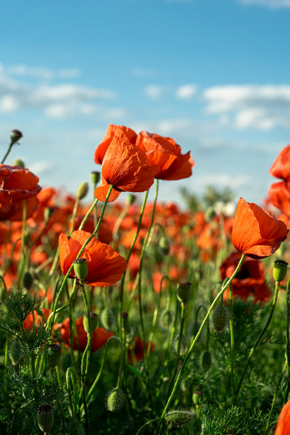 a field of orange flowers