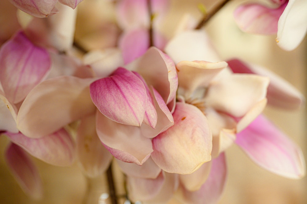 close up of pink flowers