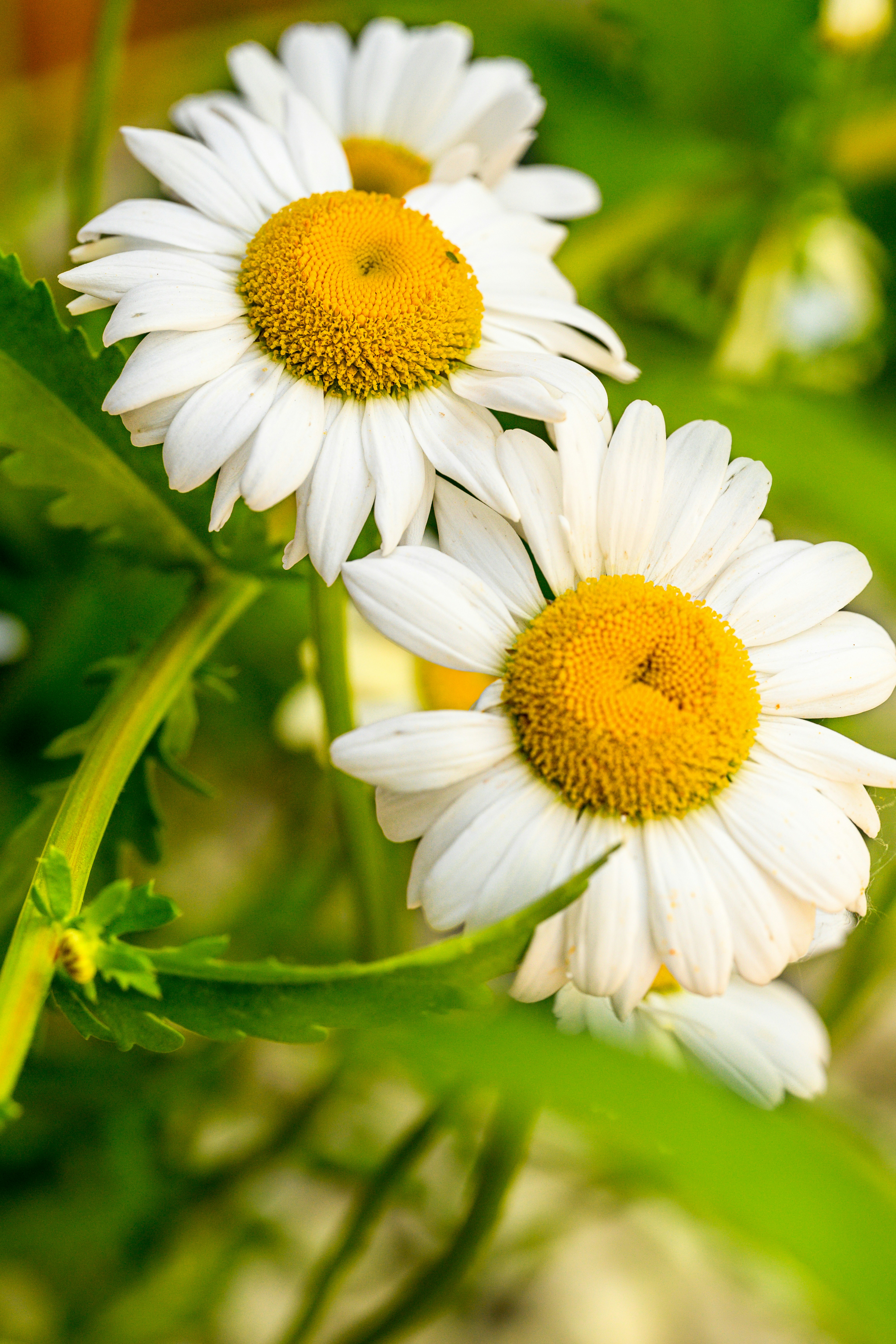 a close up of some flowers