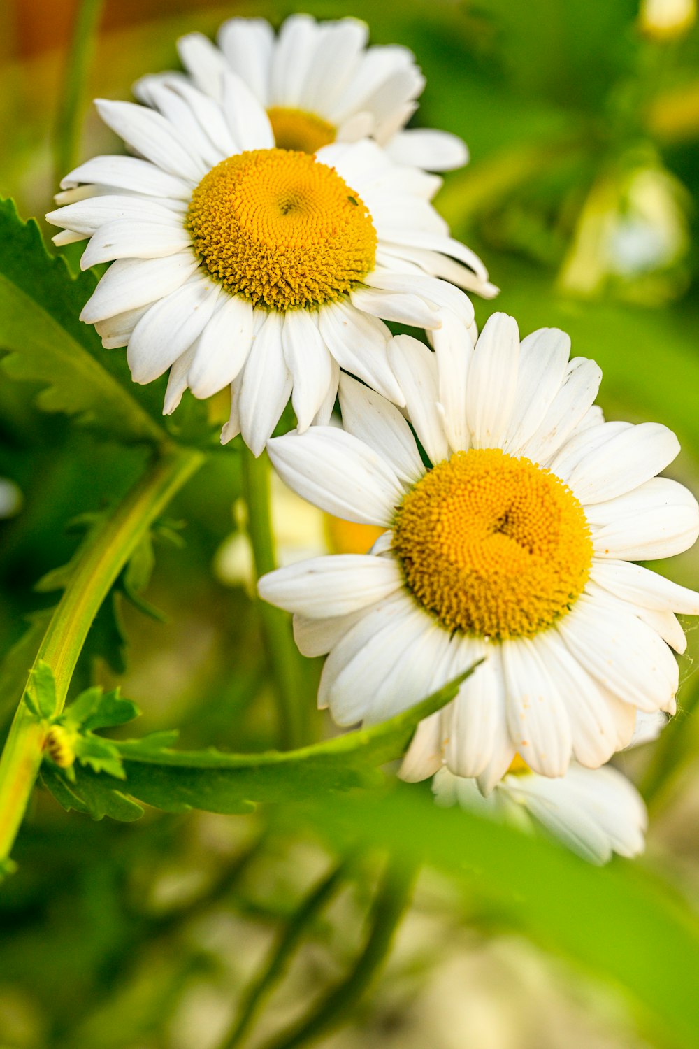 a close up of some flowers