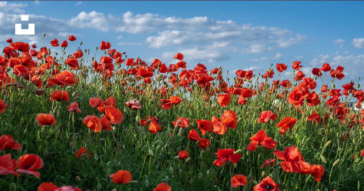 Un champ de fleurs rouges photo – Image gratuite de Source sur Unsplash