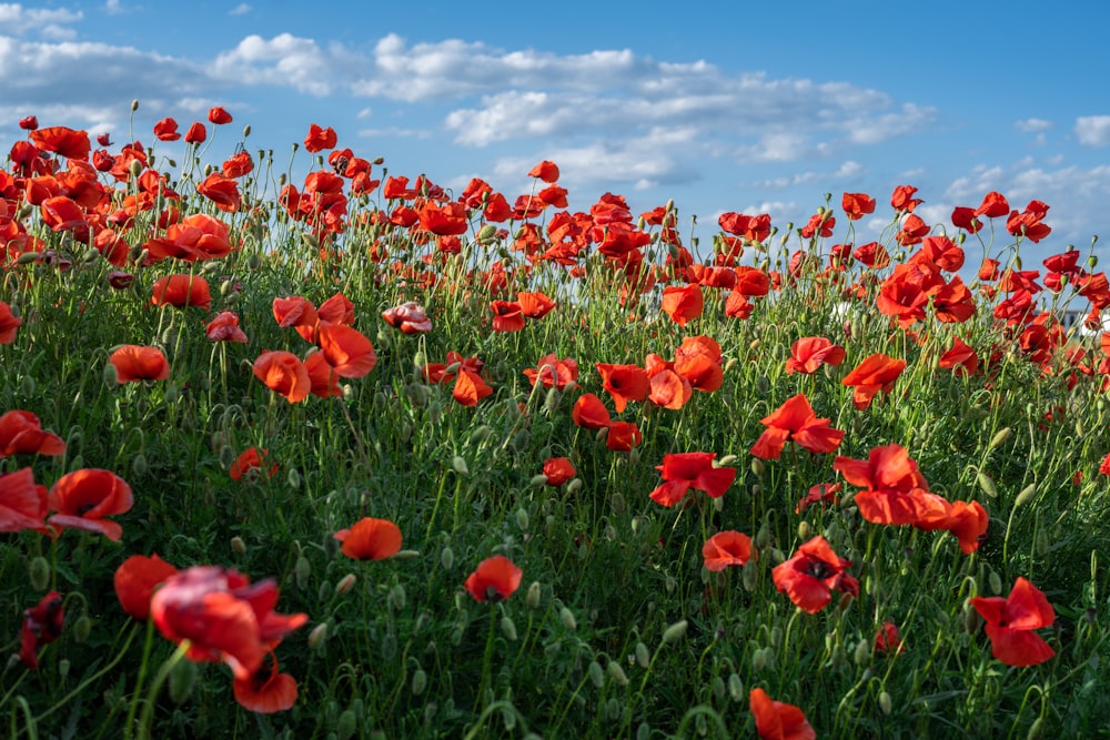 a field of red flowers