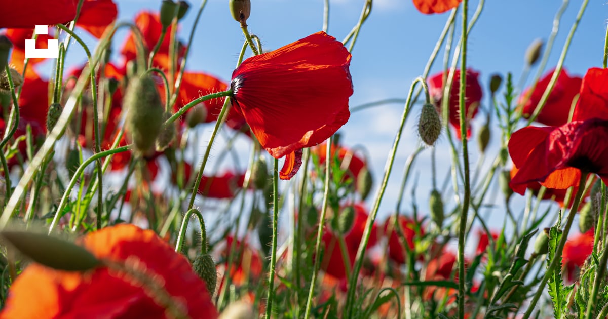Un champ de fleurs rouges photo – Image gratuite de Source sur Unsplash