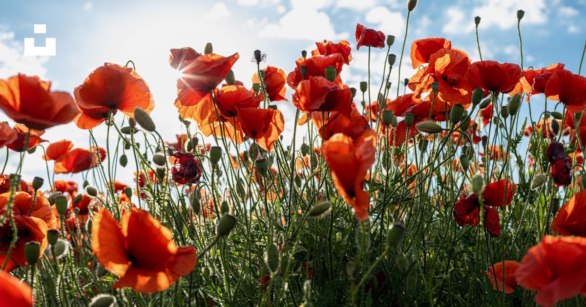 Un champ de fleurs rouges photo – Image gratuite de Source sur Unsplash