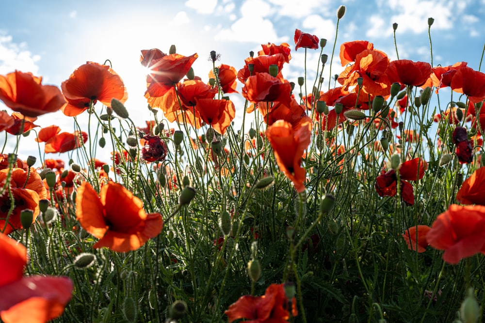 a field of red flowers