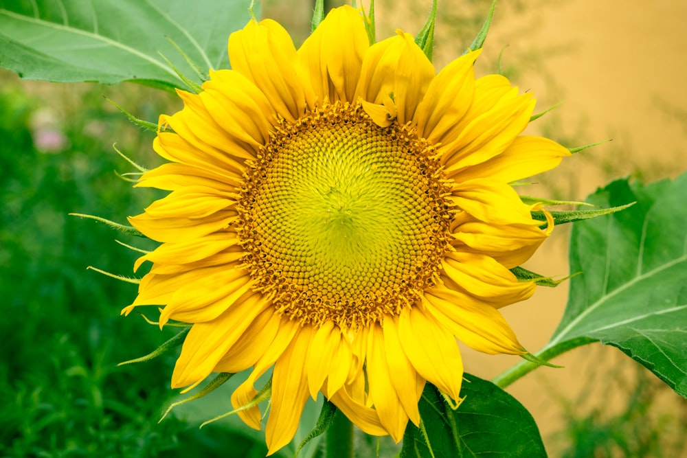 a yellow flower with green leaves