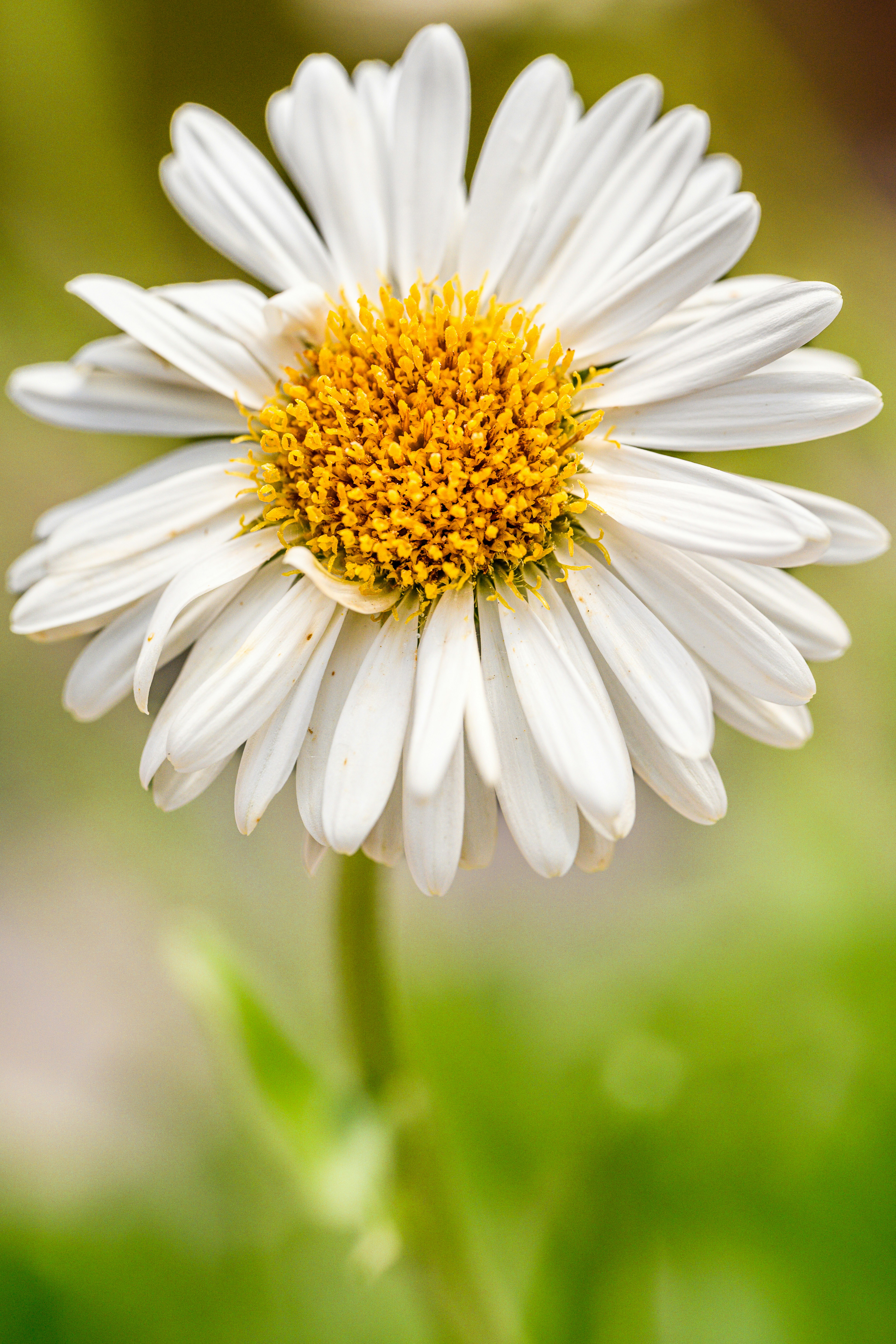 a white flower with yellow center