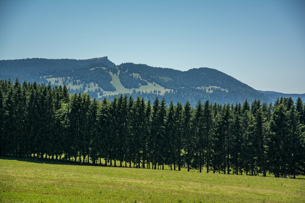 Une forêt d’arbres