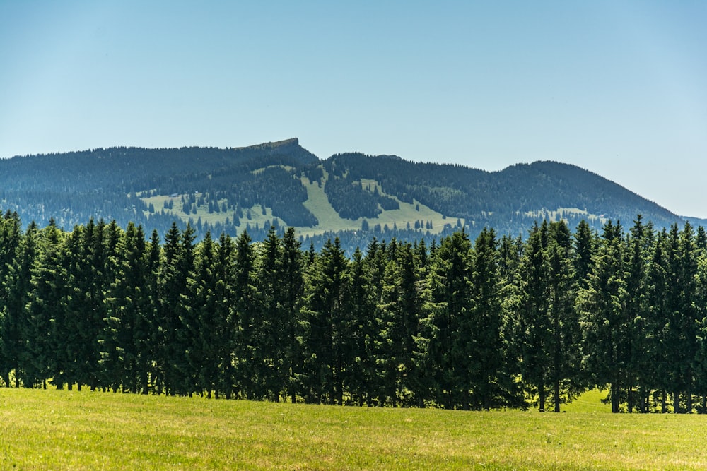 a forest of trees