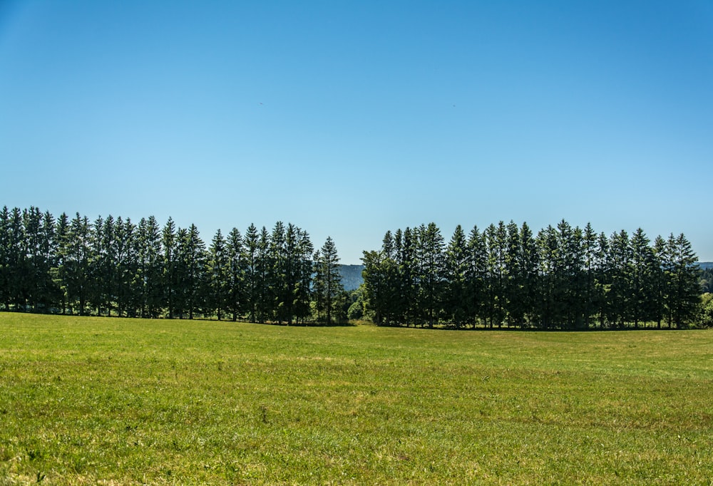 un grand champ vert avec des arbres en arrière-plan