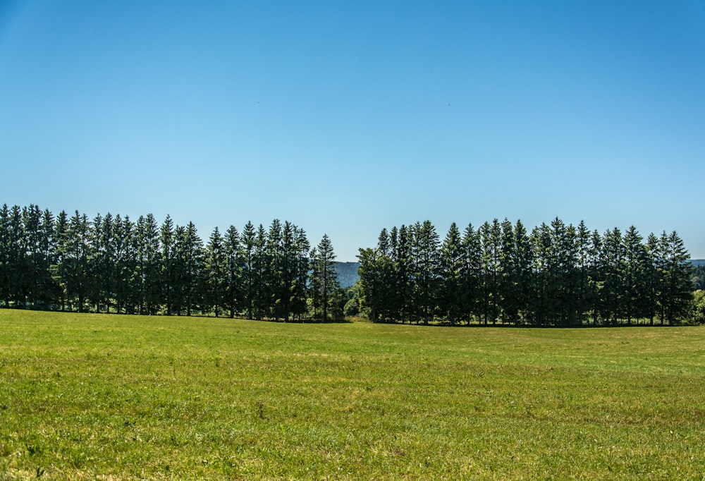 a large green field with trees in the background