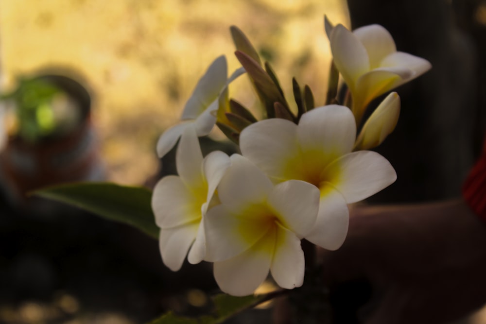 a close up of white flowers