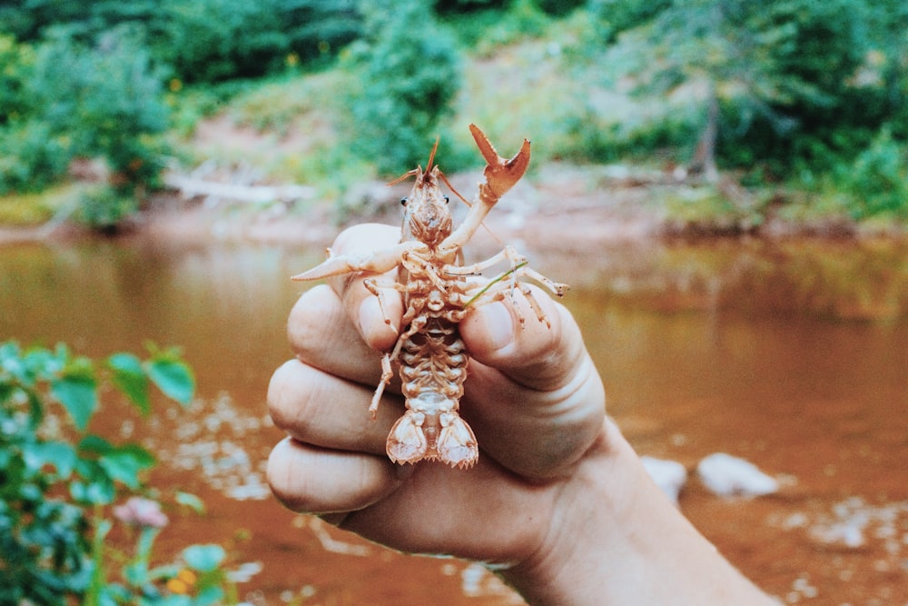 a hand holding a crab