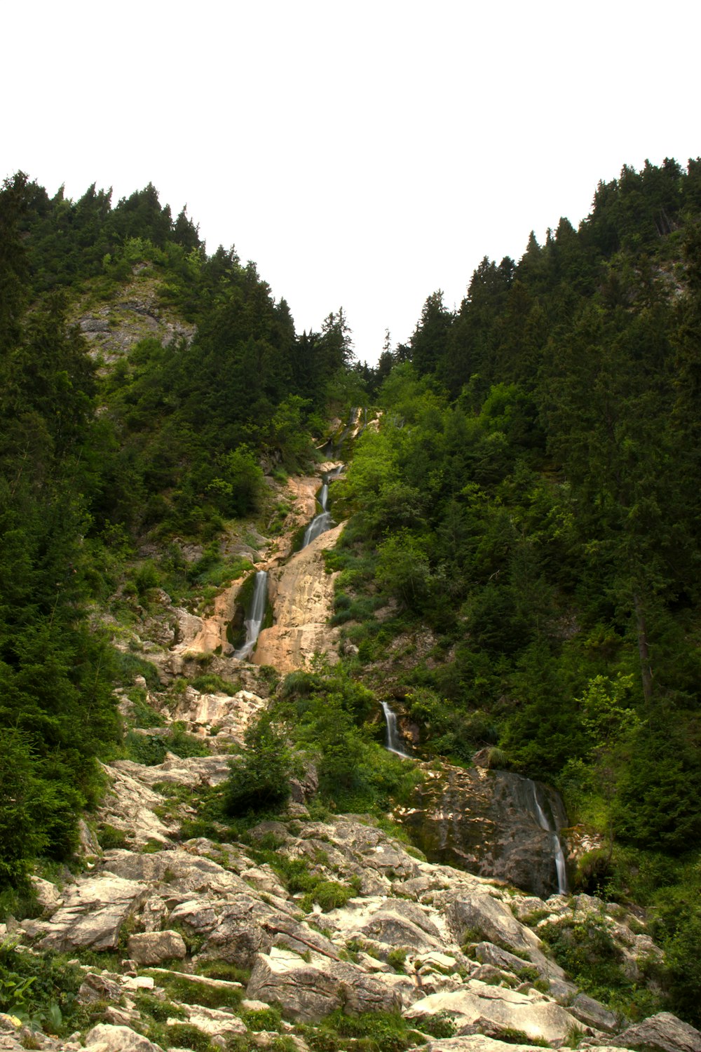 a rocky hillside with trees