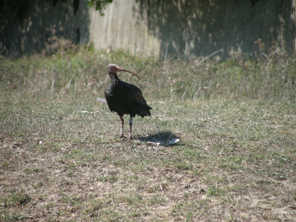 a bird standing in a grassy area