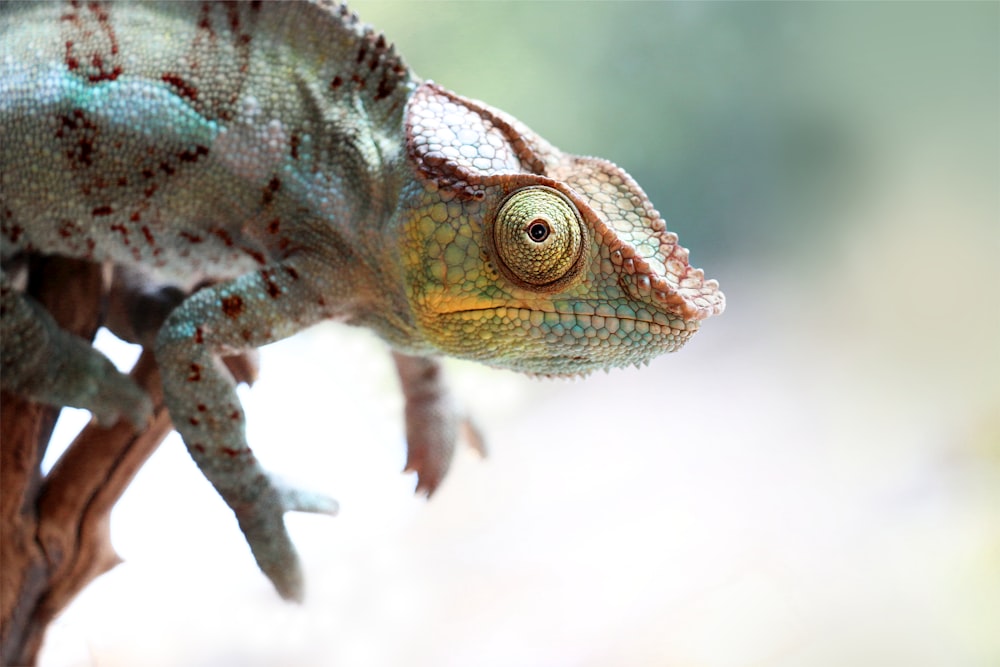 a close up of a lizard