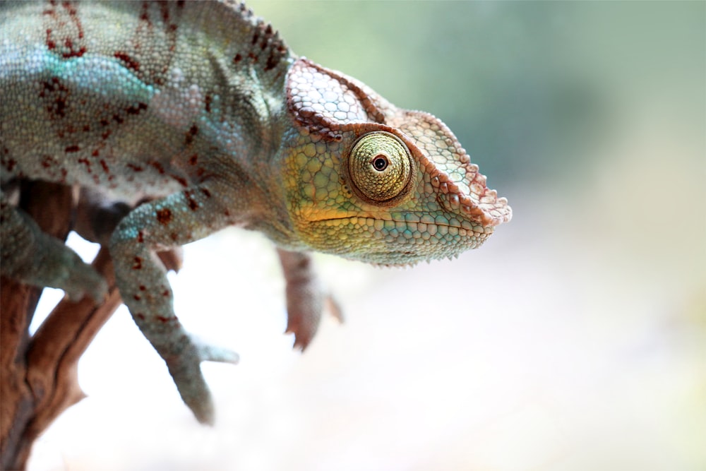 Gros plan d’un lézard