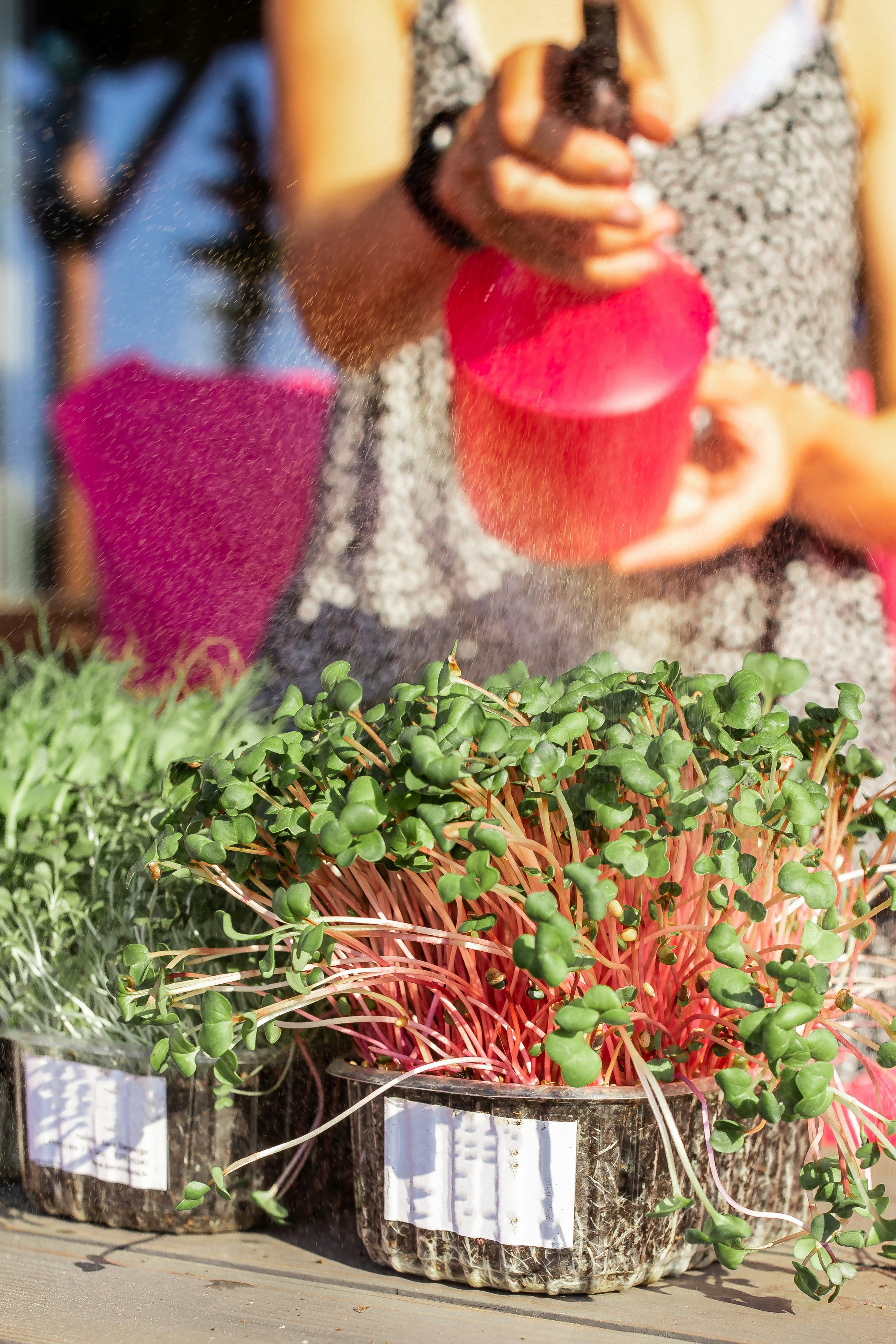 a person holding a plant