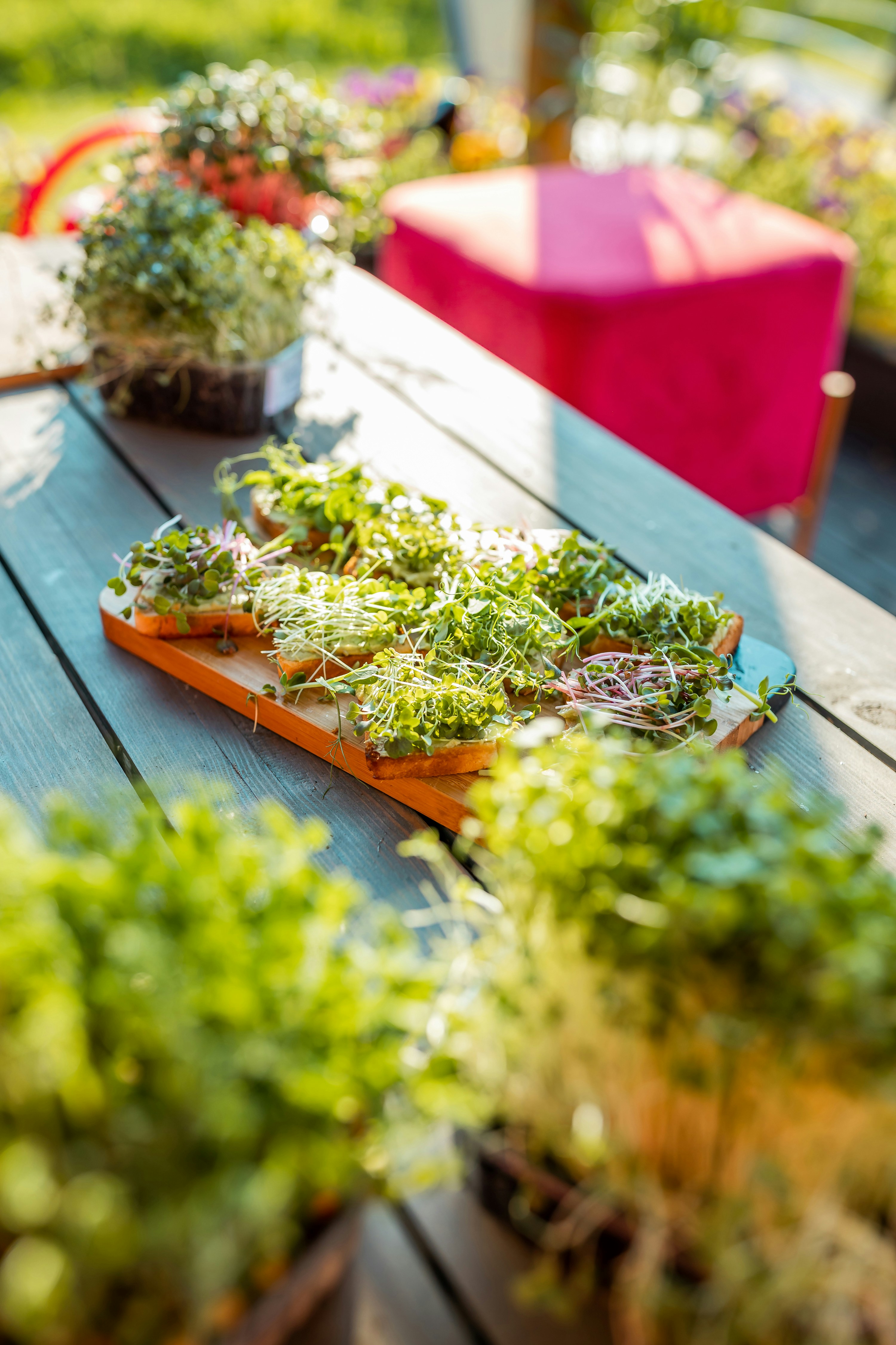 a table with plants on it