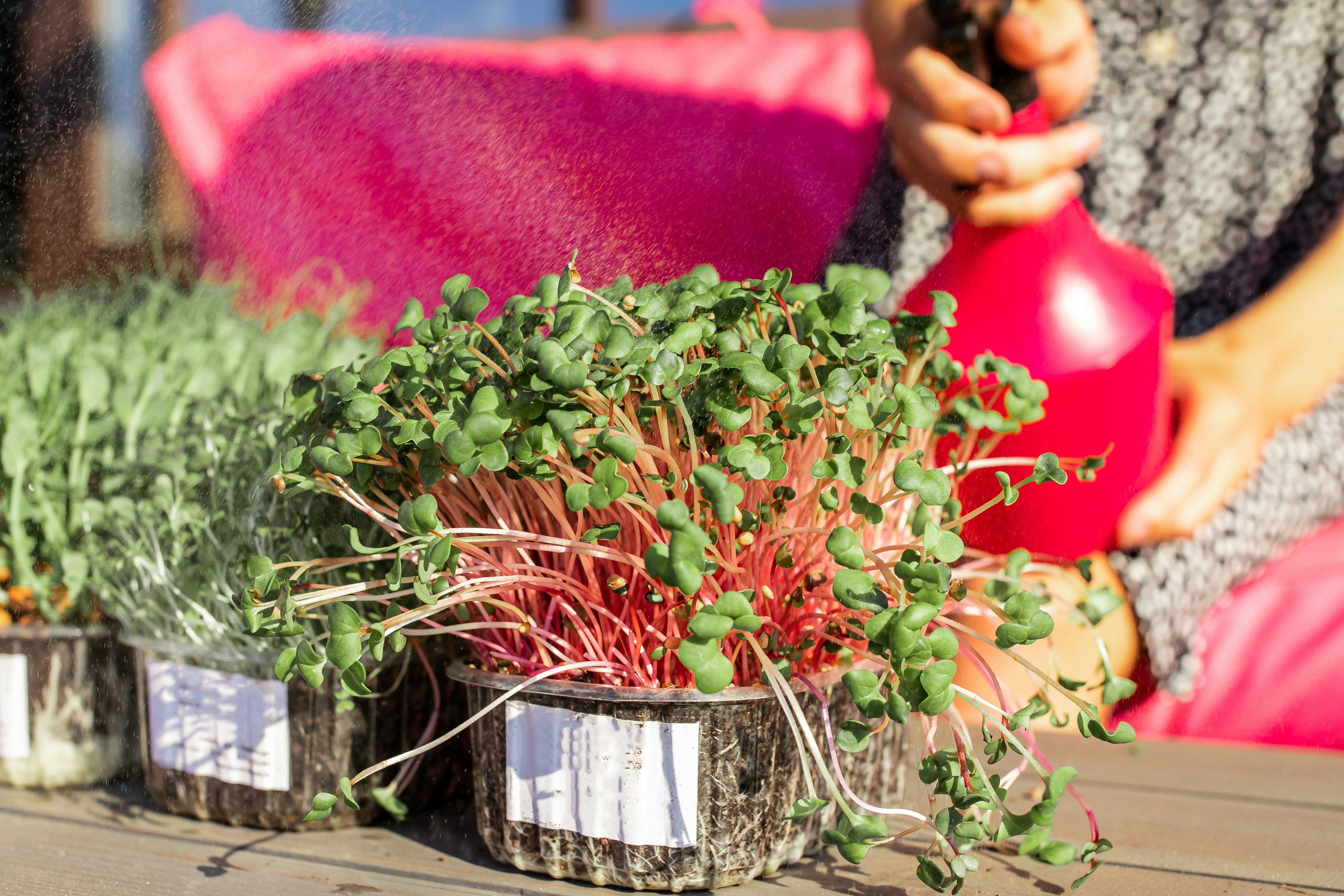 a person holding a plant