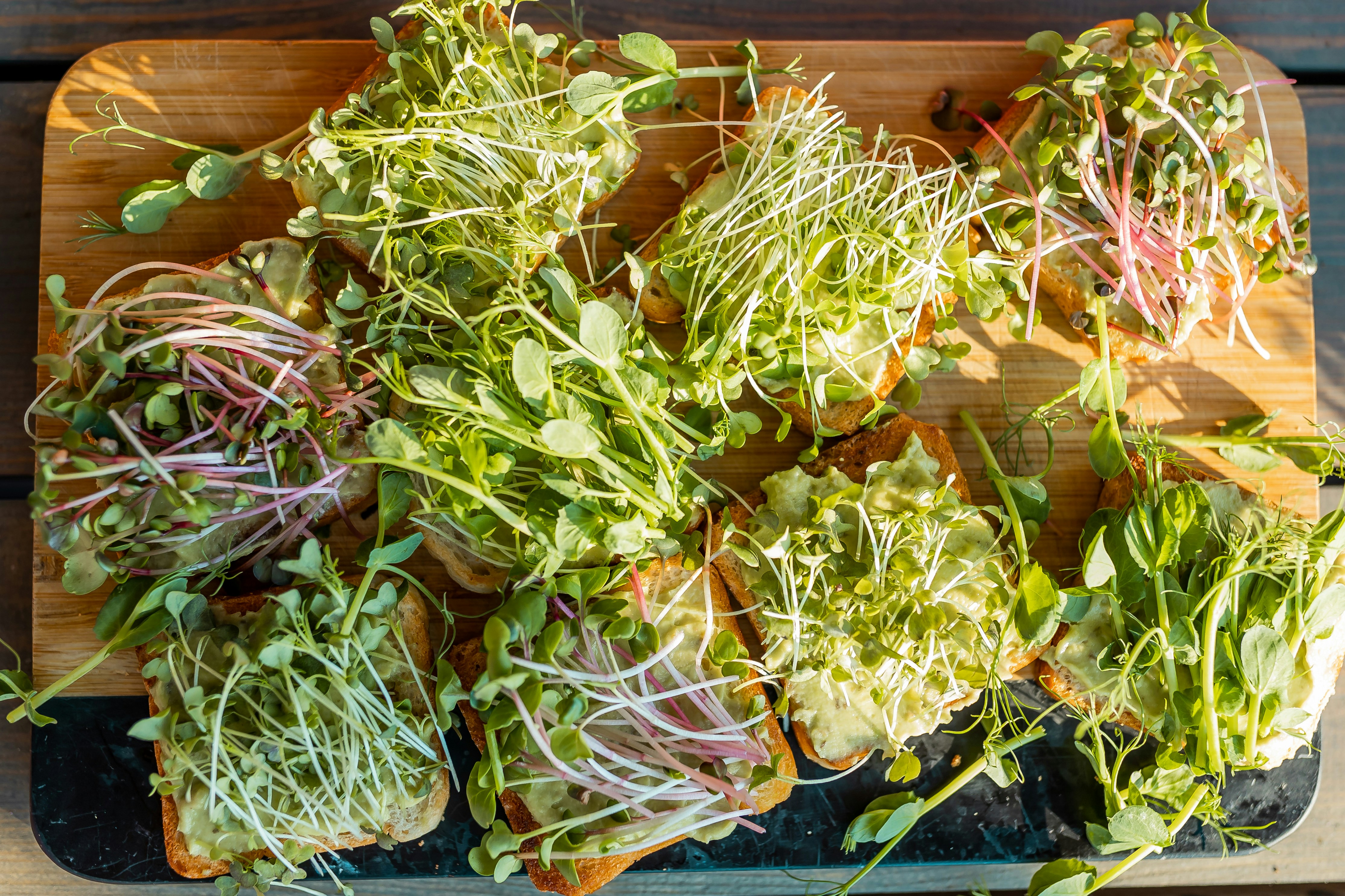 A group of plants in a container photo Free Image on Unsplash