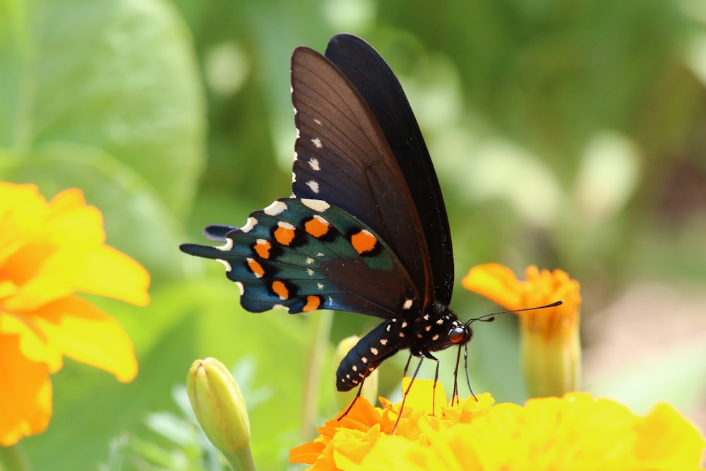 a butterfly on a flower