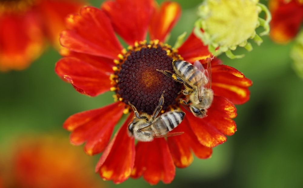 a bee on a flower