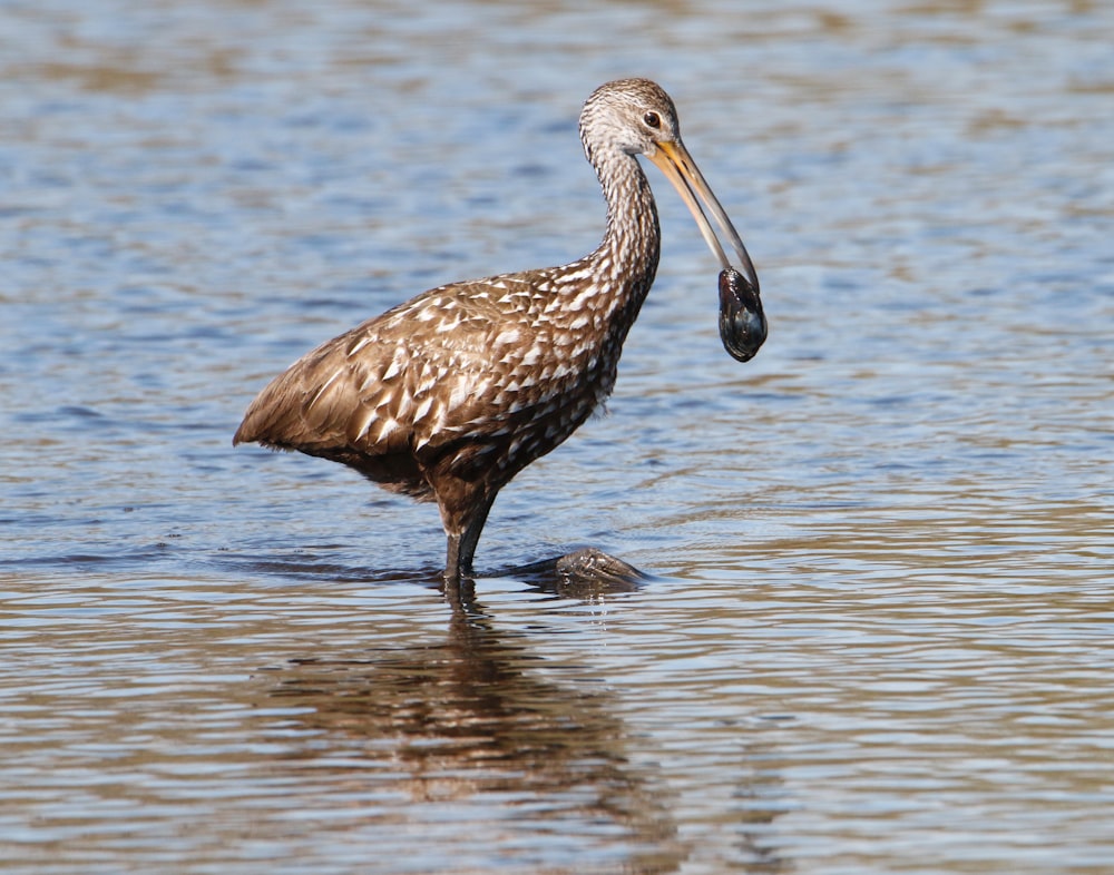 a bird standing in water