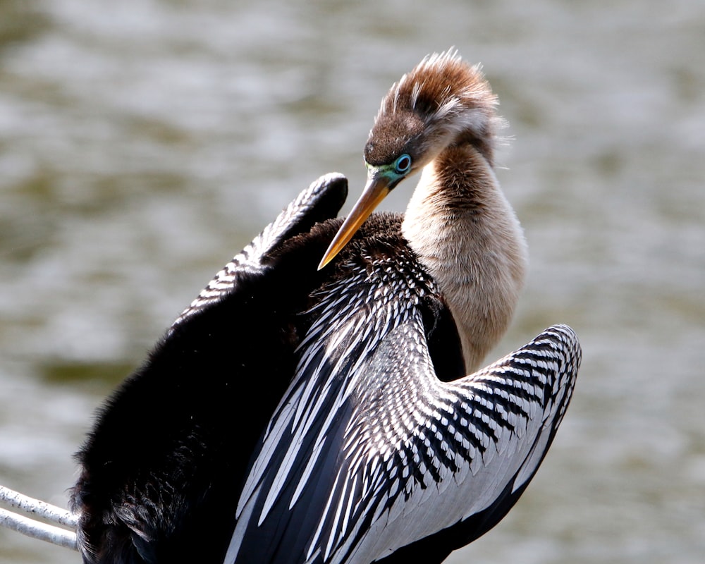 Un oiseau avec une tête de canard