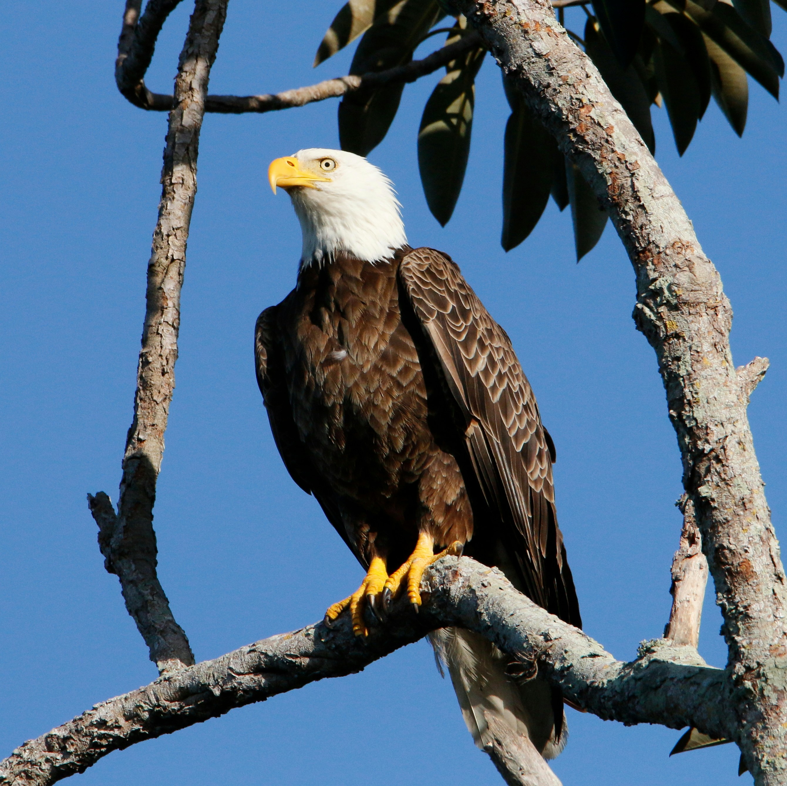 Photo by goldenplover31