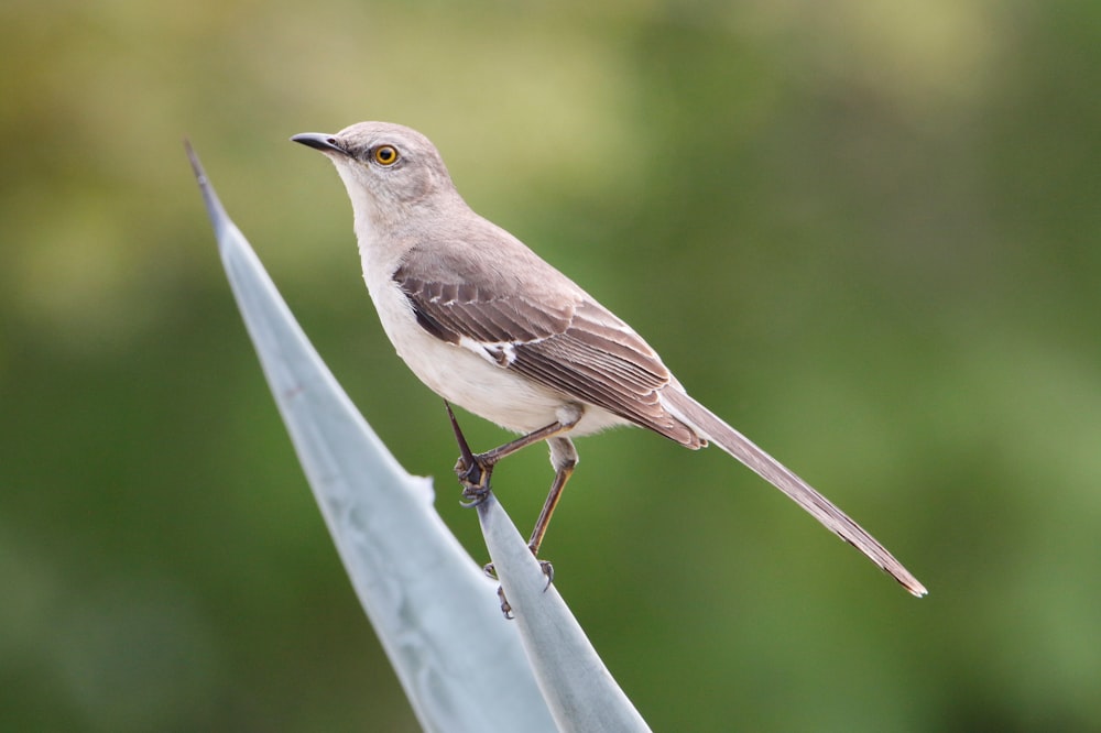 a bird on a branch