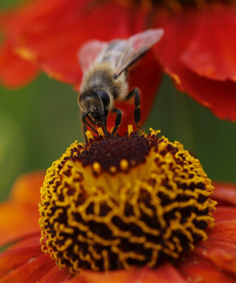 a bee on a flower